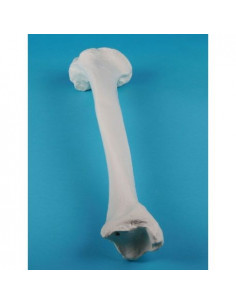 Erler Zimmer, modèle...