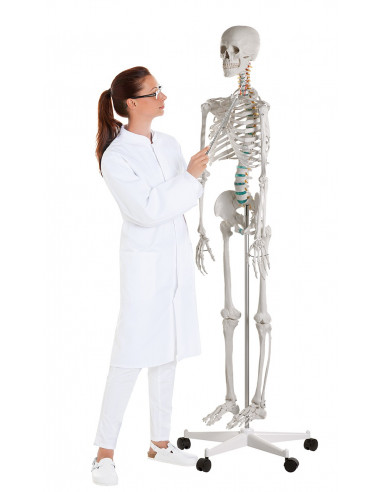 Erler Zimmer, modèle de squelette...