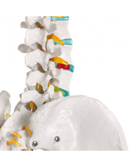 Erler Zimmer, modèle de squelette didactique Oscar, sur trépied 2960