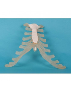 Erler Zimmer, modèle...