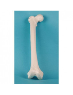 Erler Zimmer, modèle...