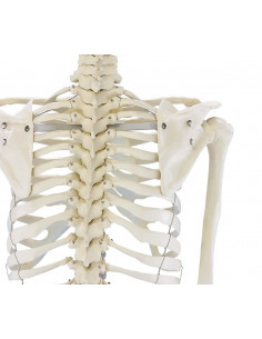 Erler Zimmer, modèle... 2