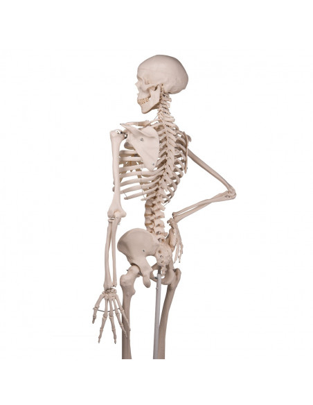 3B Scientific, modèle anatomique, squelette classique A10