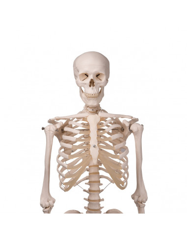 3B Scientific, modèle anatomique,...