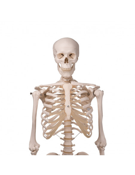 3B Scientific, modèle anatomique, squelette classique A10