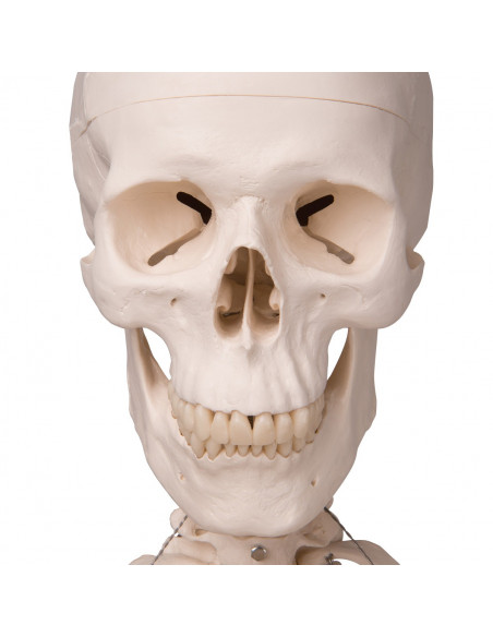 3B Scientific, modèle anatomique, squelette classique A10