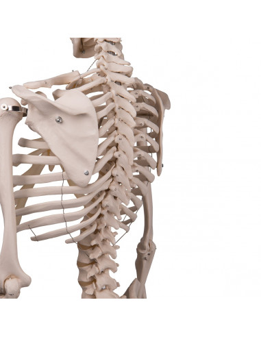 3B Scientific, modèle anatomique,...