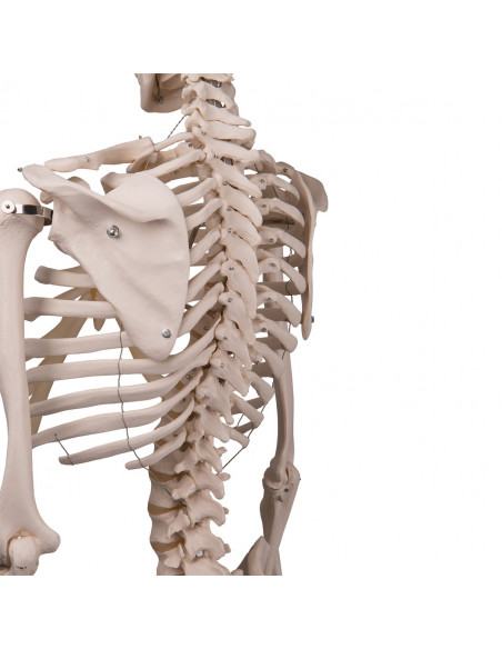3B Scientific, modèle anatomique, squelette classique A10