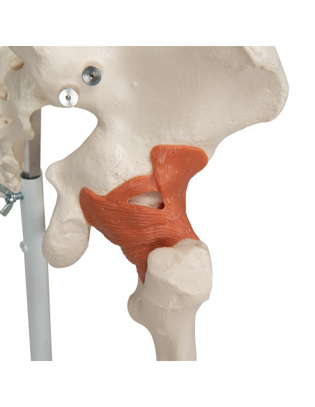 3B Scientific, Squelette humain avec ligaments articulaires A12
