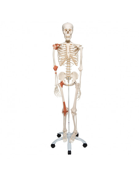 3B Scientific, Squelette humain avec ligaments articulaires A12
