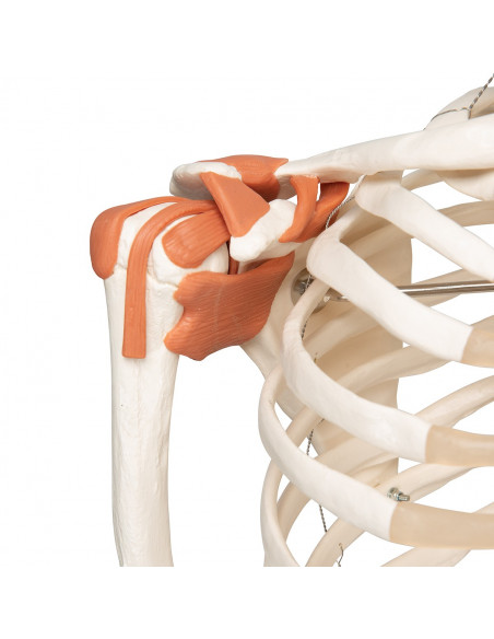 3B Scientific, Squelette humain avec ligaments articulaires A12