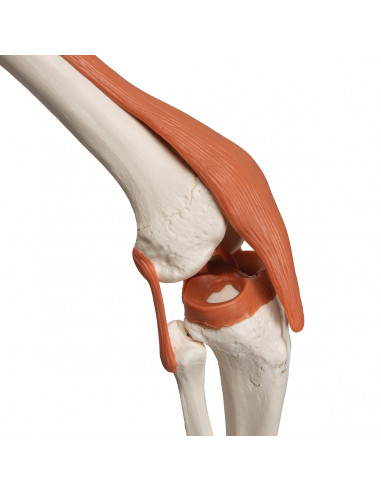 3B Scientific, Squelette humain avec...