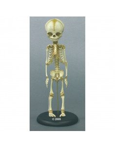 Erler Zimmer, modèle de...