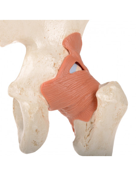 Modèle fonctionnel de luxe de l'articulation de la hanche 3B Scientific  A81/1