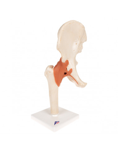 Modèle fonctionnel de luxe de...