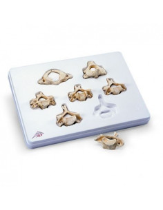 3B Scientific, Set avec 7...