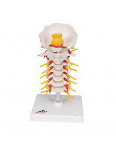 3B Scientific, modèle... 2