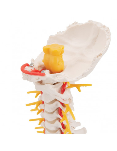 3B Scientific, modèle anatomique de...