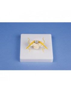 Erler Zimmer, petit modèle...