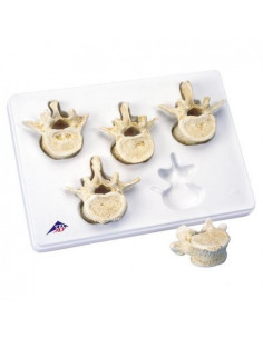 3B Scientific, Set avec 5...