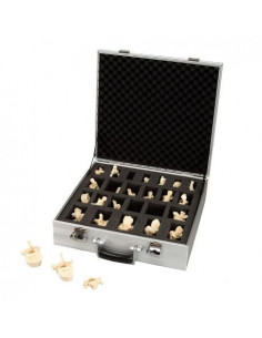 3B Scientific, Set avec 24...