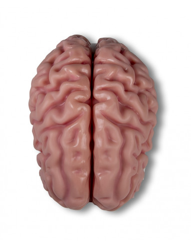 Erler Zimmer, modèle anatomique de...