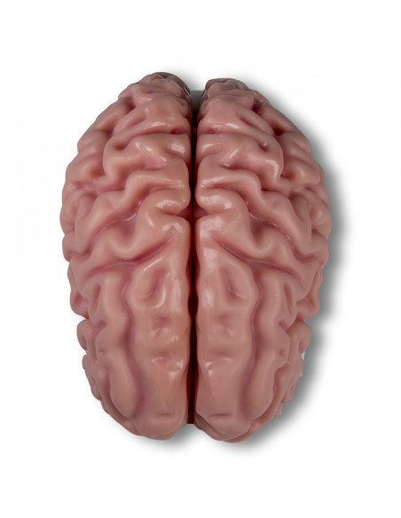 Erler Zimmer, modèle anatomique de cerveau, décomposable en 5 parties C918