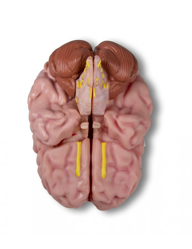 Erler Zimmer, modèle anatomique de...