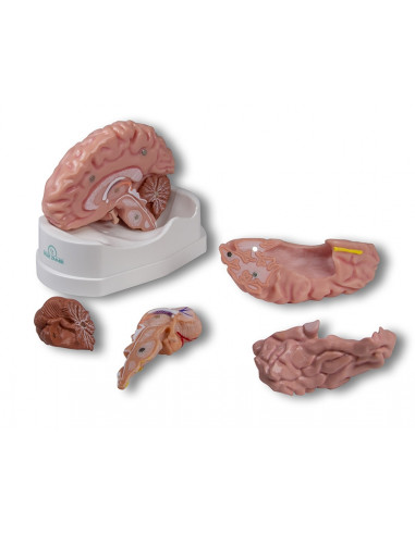 Erler Zimmer, modèle anatomique de...