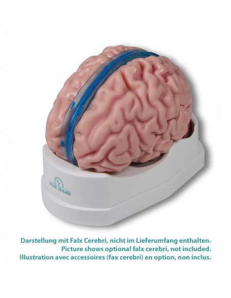 Erler Zimmer, modèle anatomique de cerveau, décomposable en 5 parties C918