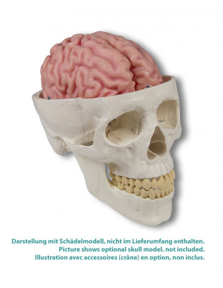 Erler Zimmer, modèle anatomique de cerveau, décomposable en 5 parties C918