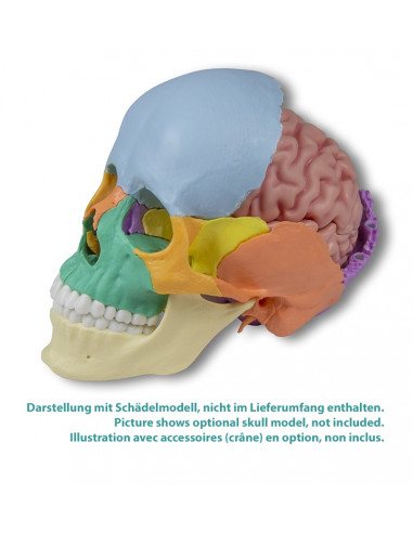 Erler Zimmer, modèle anatomique de...