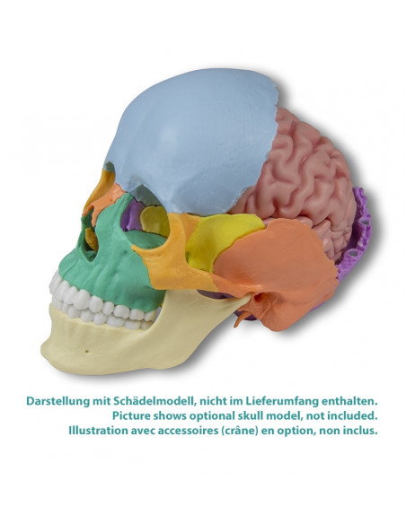 Erler Zimmer, modèle anatomique de cerveau, décomposable en 5 parties C918