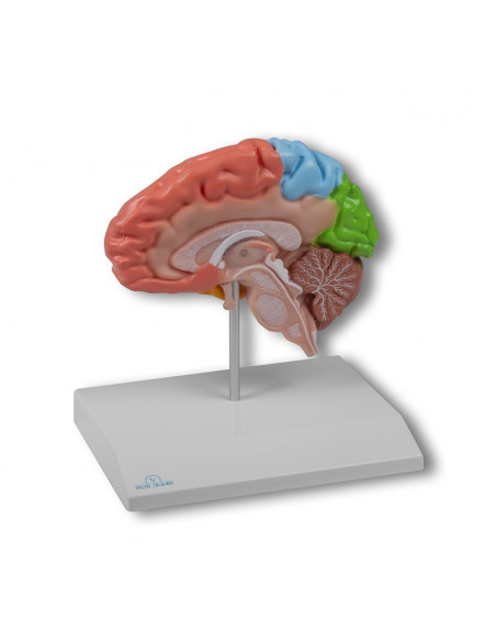 Visualise Erler Zimmer agrandi, modèle anatomique de la moitié droite du cerveau en couleur, en grandeur nature C921