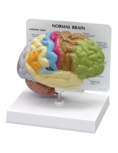 Modèle anatomique de moitié de cerveau normal 3B Scientific 1019543