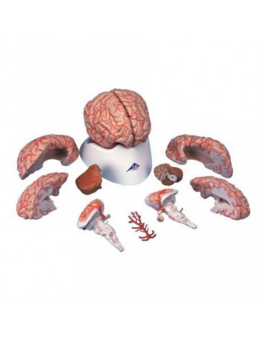 3B Scientific, modèle anatomique de luxe de cerveau, avec artères, décomposable en 9 morceaux C20