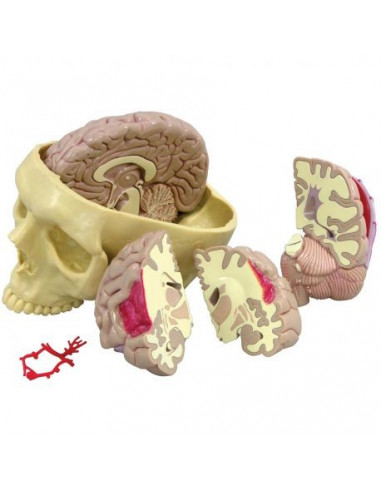 Modèle anatomique de cerveau humain avec crâne 3B Scientific 1019542