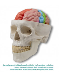 Erler Zimmer, modèle... 2