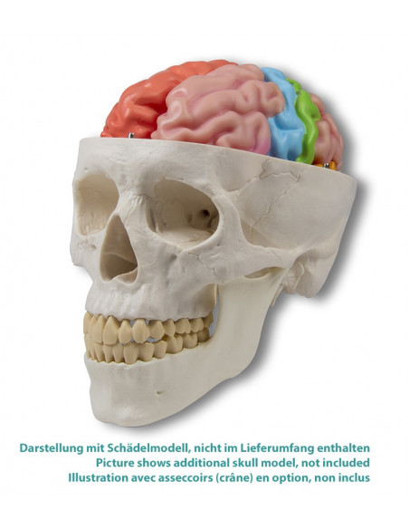 Erler Zimmer, modèle fonctionnel et régions du cerveau, en 5 parties C922