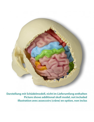 Erler Zimmer, modèle fonctionnel et...