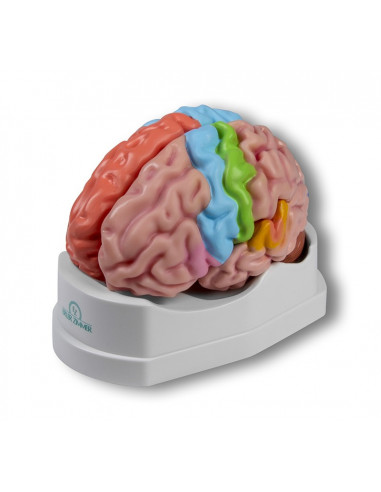 Erler Zimmer, modèle fonctionnel et...