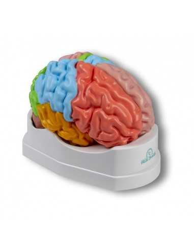 Erler Zimmer, modèle fonctionnel et...