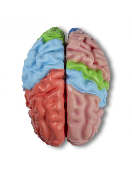 Erler Zimmer, modèle fonctionnel et régions du cerveau, en 5 parties C922