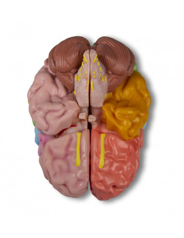 Erler Zimmer, modèle fonctionnel et...