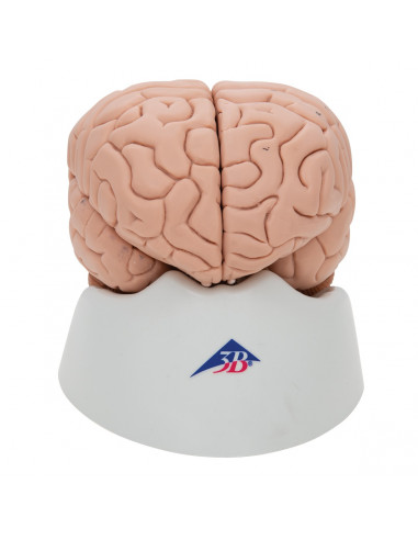 3B Scientific, cerveau modèle...