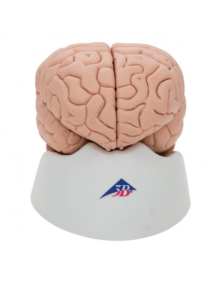 3B Scientific, cerveau modèle didactique de luxe, décomposable en 8 parties C17
