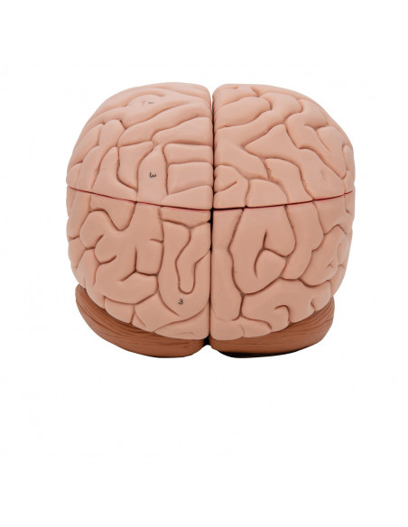 3B Scientific, cerveau modèle didactique de luxe, décomposable en 8 parties C17