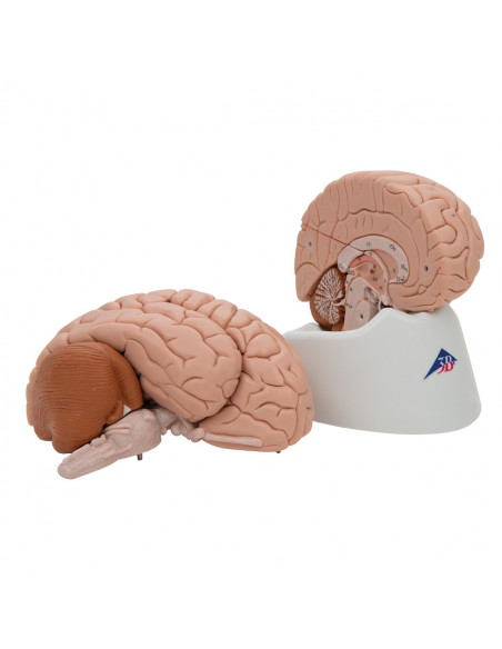 3B Scientific, cerveau modèle didactique de luxe, décomposable en 8 parties C17