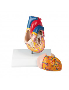 Erler Zimmer, modello...