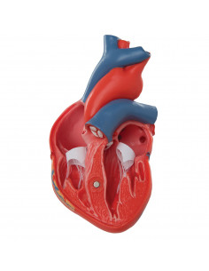 3B Scientific, cuore,... 2